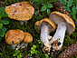 Cortinarius glaucopus