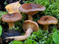 Lactarius hysginoides