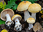 Cortinarius rapaceus