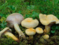 Lactarius flavopalustris