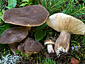 Lactarius picinus