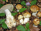 Russula foetens