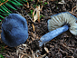 Entocybe nitida