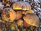 Boletus luteocupreus