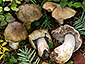 Tricholoma luridum