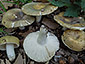 Russula heterophylla