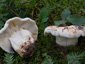 Lactifluus bertillonii