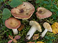 Russula violaceoincarnata