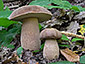 Boletus reticulatus