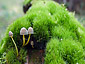 Mycena epipterygia