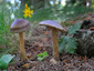 Amanita umbrinolutea