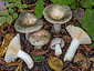 Russula pseudoaeruginea