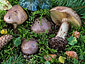 Cortinarius cupreorufus