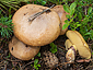 Suillus luteus