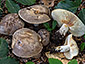 Lactarius acris