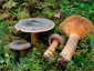 Lactarius fennoscandicus