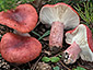 Russula sanguinea