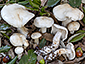 Tricholoma album