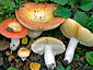 Russula aurantioflammans