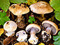 Cortinarius molochinus