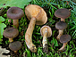 Lactarius subumbonatus