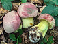 Boletus regius