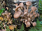 Armillaria borealis