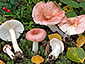 Russula betularum