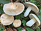 Russula faustiana