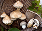 Pholiota populnea