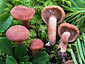 Lactarius camphoratus