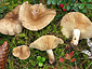 Lactarius fuliginosus