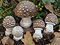 Amanita pantherina