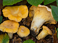 Cantharellus cibarius