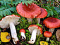 Russula griseascens