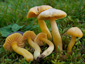 Hygrocybe ceracea