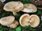 Lactarius illyricus