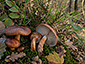 Tricholoma ustaloides