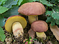 Boletus pseudoregius