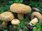 Lactarius repraesentaneus