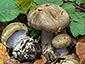 Cortinarius glaucopus var. olivaceus