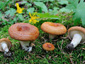 Lactarius zonarioides