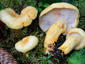 Lactarius flavopalustris