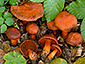 Cortinarius cinnabarinus