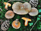 Lactarius quieticolor