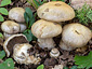 Cortinarius infractus f. olivellus