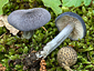 Entoloma mougeotii var mougeotii