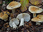 Russula fellea