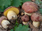 Boletus pseudoregius