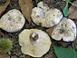 Russula flavispora